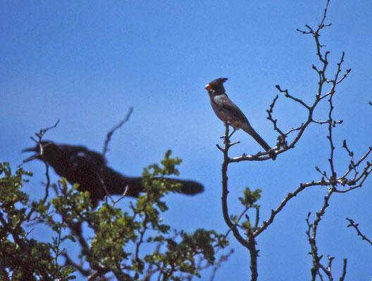 Pyrrhuloxia