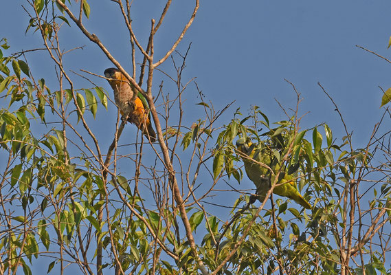 Black-headed Parrot en Orange-winged Parrot