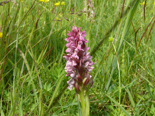 Dactylorhiza incarnata - Vleeskleurige orchis