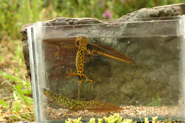 marmersalamander en kamsalamander