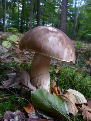 Boletus edulis - Gewoon eekhoorntjesbrood
