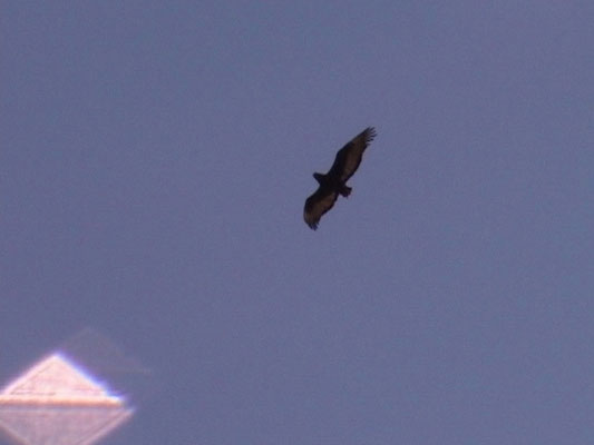 Terathopius ecaudatus - Bateleur