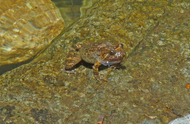 Discoglossus montalentii - Corsicaanse schijftongkikker