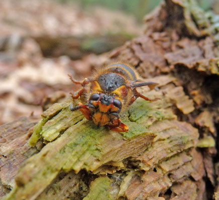 Dolichovespula media - Middelste wesp