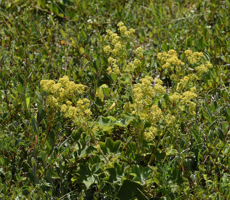 Alchemilla mollis - Fraaie vrouwenmantel