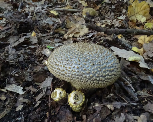 Amanita franchetii - Geelwrattige amaniet