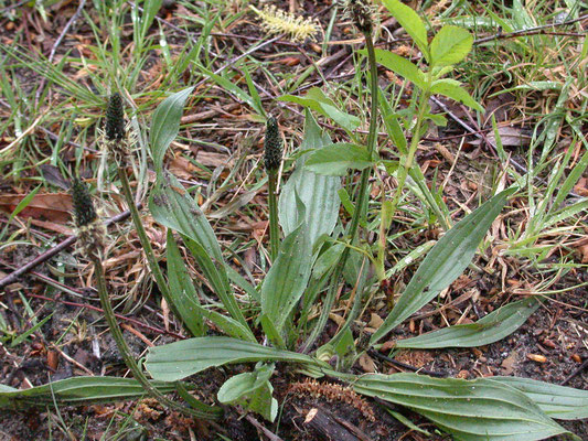 Plantago lanceolata - Smalle weegbree