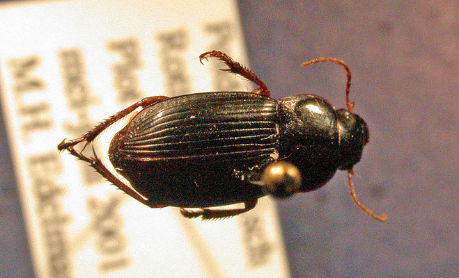 Harpalus rubripes