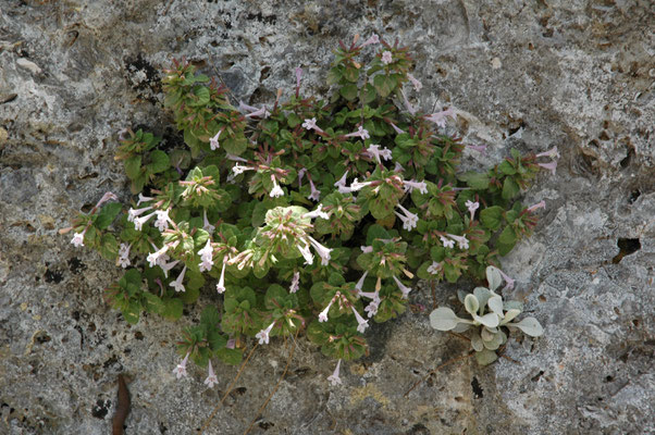 Teucrium polium