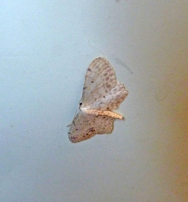 Idaea dimidiata - Vlekstipspanner