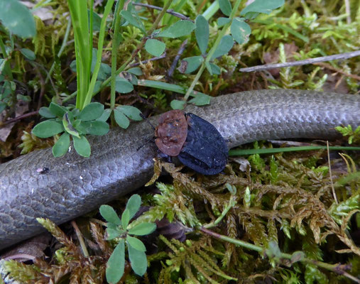 dode hazelworm met oranje aaskever - Oiceoptoma thoracicum