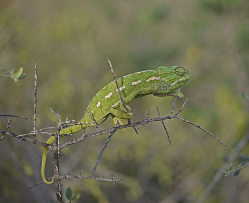Mediterrane kameleon