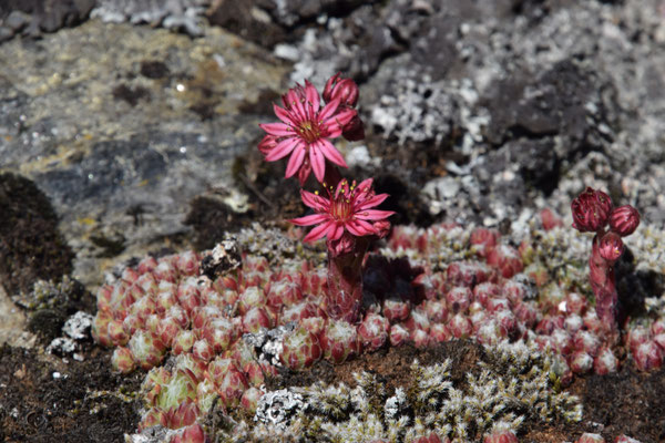 Sempervivum arachnoideum