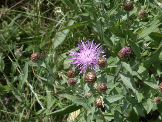 Centaurea jacea - Knoopkruid