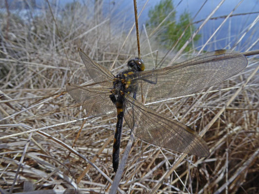Noordse witsnuitlibel (Leucorrhinia rubicunda)