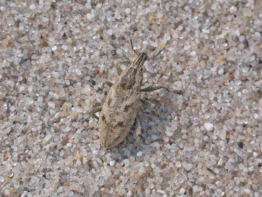 Cleonis pigra - Distelgalsnuitkever