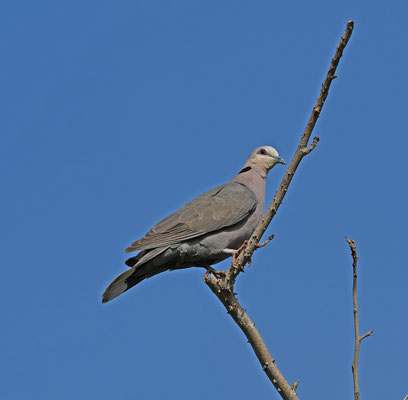 Streptopelia semitorquata - Red-eyed Dove