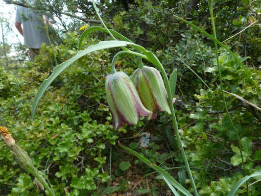 Fritillaria graeca