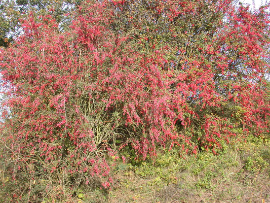 Berberis vulgaris - Zuurbes