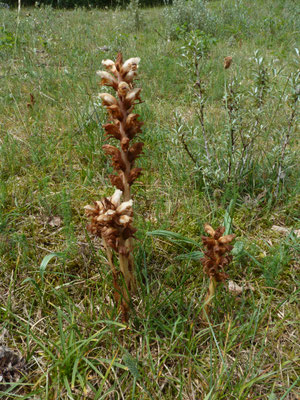 Orobanche caryophyllacea - Walstrobremraap