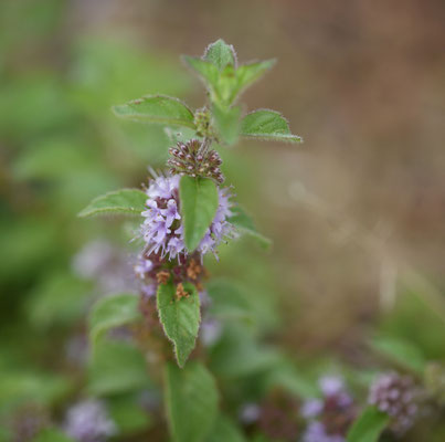 Mentha arvensis - Akkermunt