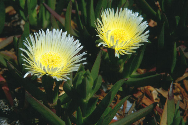 Carpobrotus edulis - Hottentotvijg