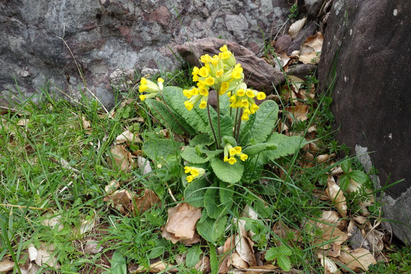 Gulden sleutelbloem