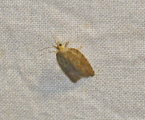 Acleris sparsana - Esdoornboogbladroller