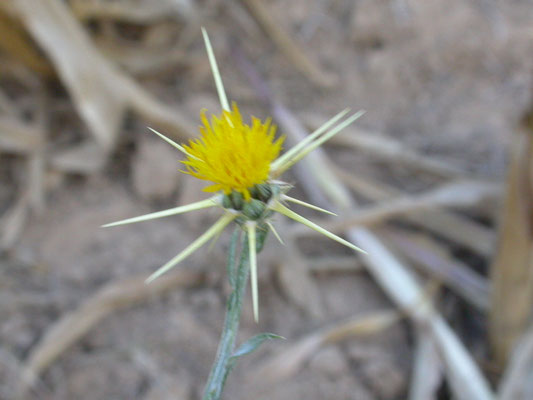 Centaurea solstialis - Zomercentaurie