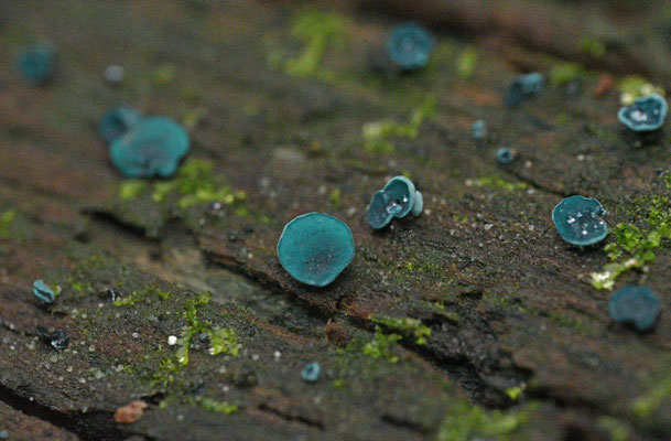 Chlorociboria aeruginosa  - Grootsporige Kopergroenbekerzwam