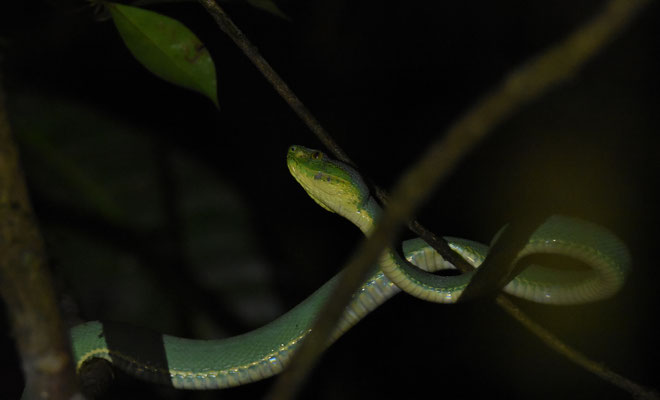 Bothriopsis bilineata bilineata - Groene Boomlanspuntslang (Papegaaislang)