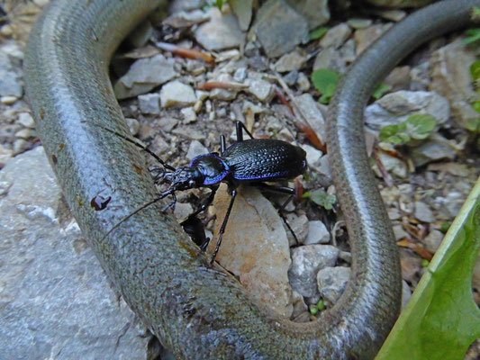 Carabus intricatus