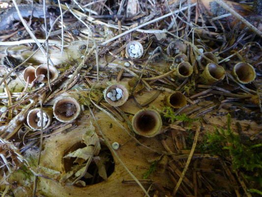 Crucibulum crucibuliforme - Geel nestzwammetje