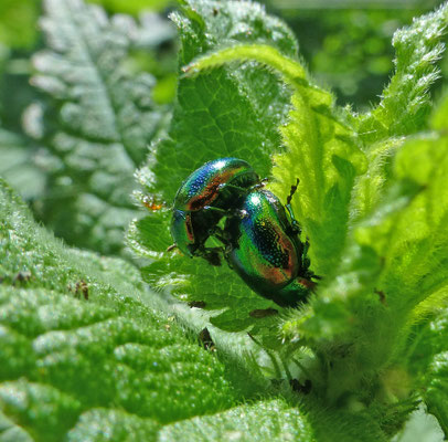 Chrysolina fastuosa - Hennepnetelgoudhaan