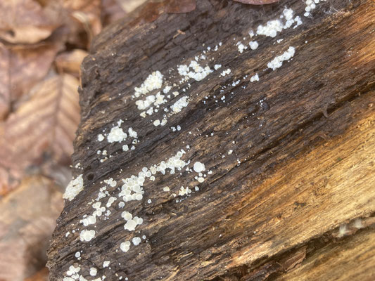 Dasyscyphella nivea - Sneeuwwit franjekelkje