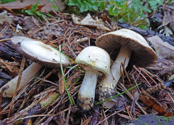Agaricus arvensis ss. lato - Gewone anijschampignon