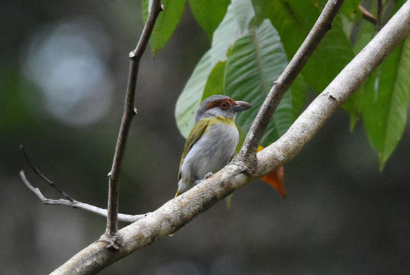 Rufous-browed Peppershrike