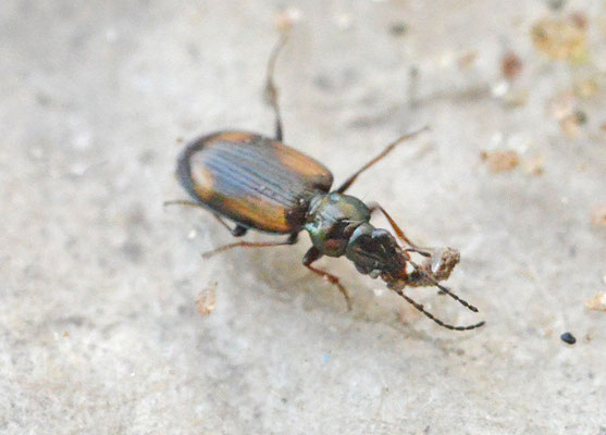 Bembidion tetracolum - Gewone viervlekpriemkever