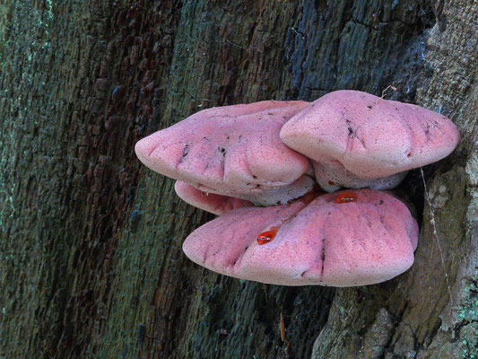 Fistulina hepatica - Biefstukzwam