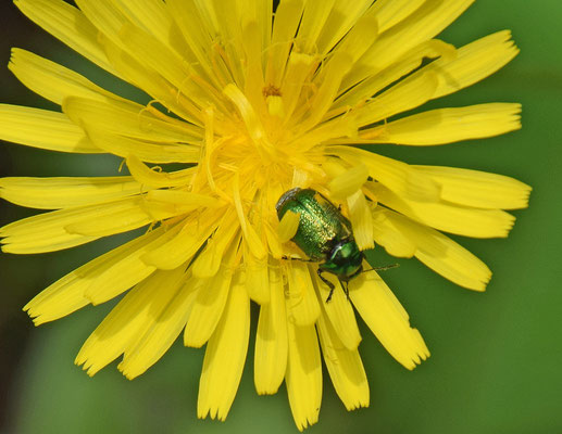 Cryptocephalus aureolus