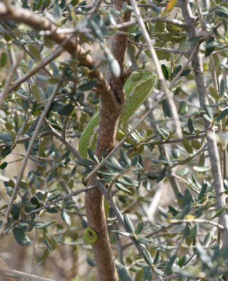 Mediterrane Kameleon