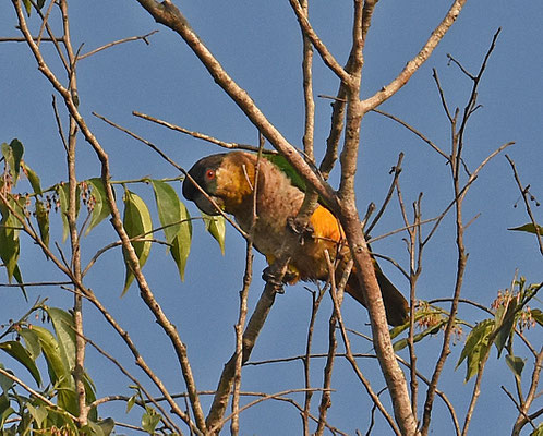 Black-headed Parrot