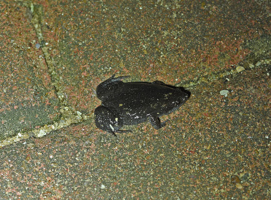 Elachistocleis surinamensis