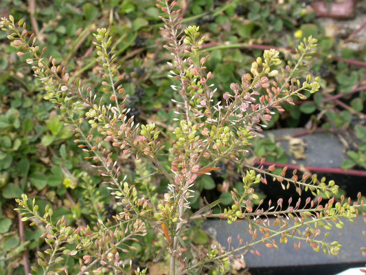 Lepidium ruderale - Steenkruidkers