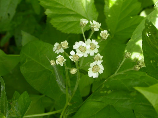 Achillea ptarmica - Wilde bertram
