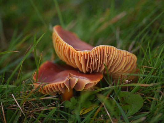 Granaatbloemwasplaat