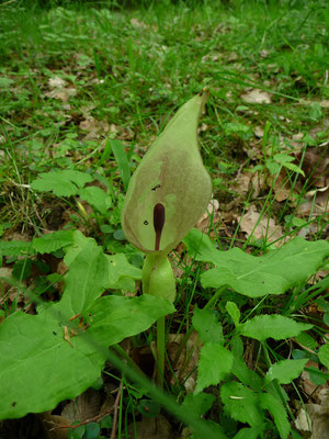 gevlekte aronskelk (Arum maculatum)