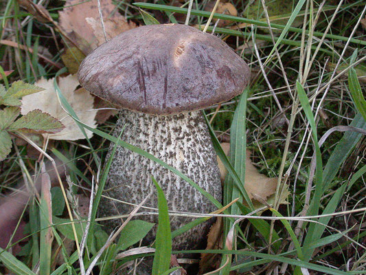 Leccinum scabrum - Gewone berkenboleet