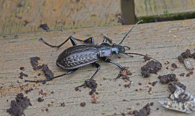 Carabus granulatus - Kettingschallebijter