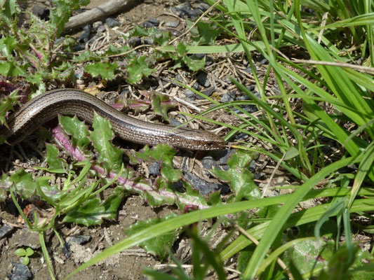 Anguis graecus